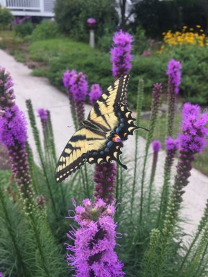 swallowtail on purple flower