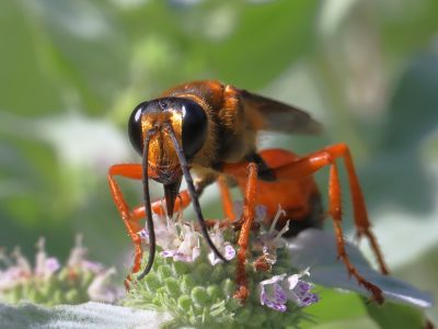 Great Golden Digger Wasp