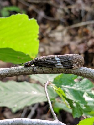 A fishfly rests on a tree branch, camouflaged against the bark, with green leaves in soft focus nearby.