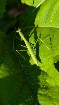 Preying mantis on green leaf