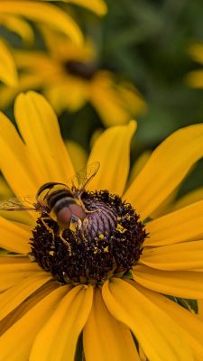 Fly on flower.