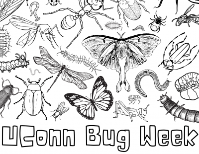 Coloring page with insects all over it.
