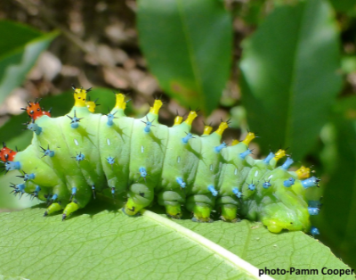 Caterpillar on leaf