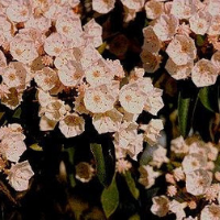 Pink mountain laurel flower clusters