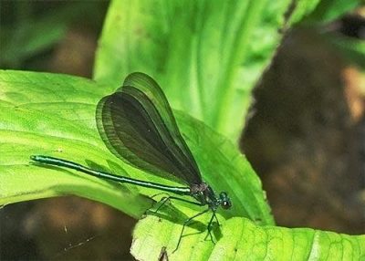 Damsel fly on green leaf