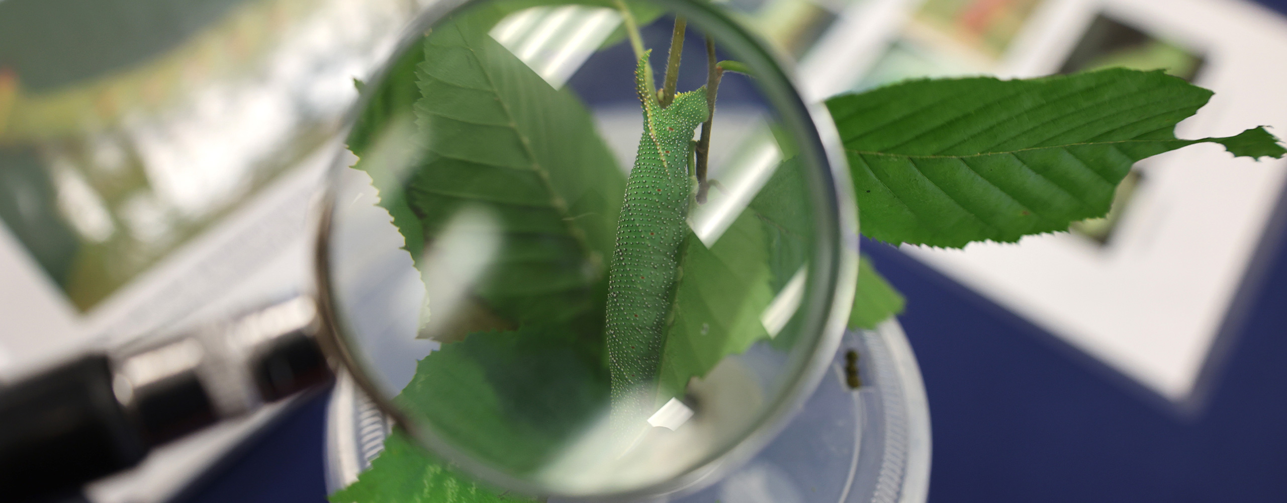 green caterpillar under a magnifying glass