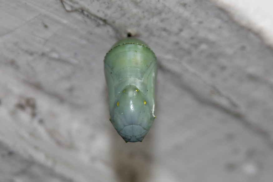 Monarch crystalis hanging from a door frame.