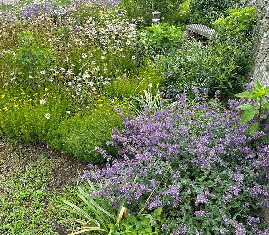 a garden with purple and white flowers.