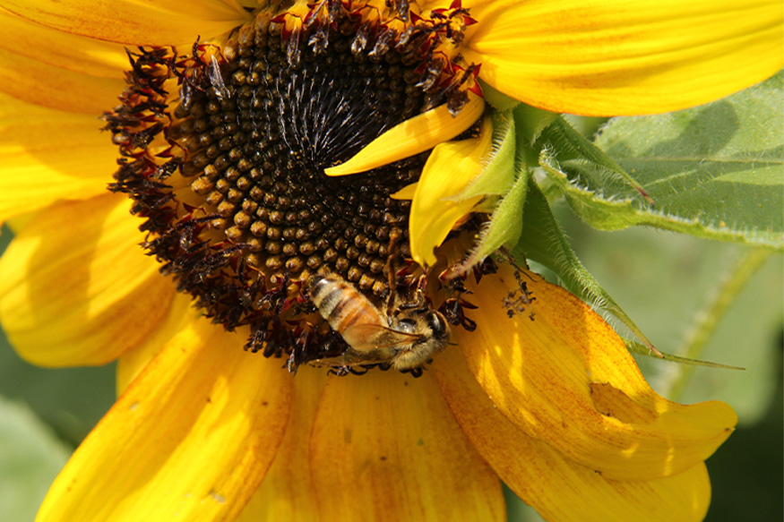 Honey bee on a sunflower, close up.