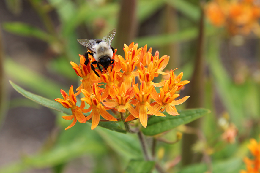 a Bee on an orange butterfly milkweed plant.