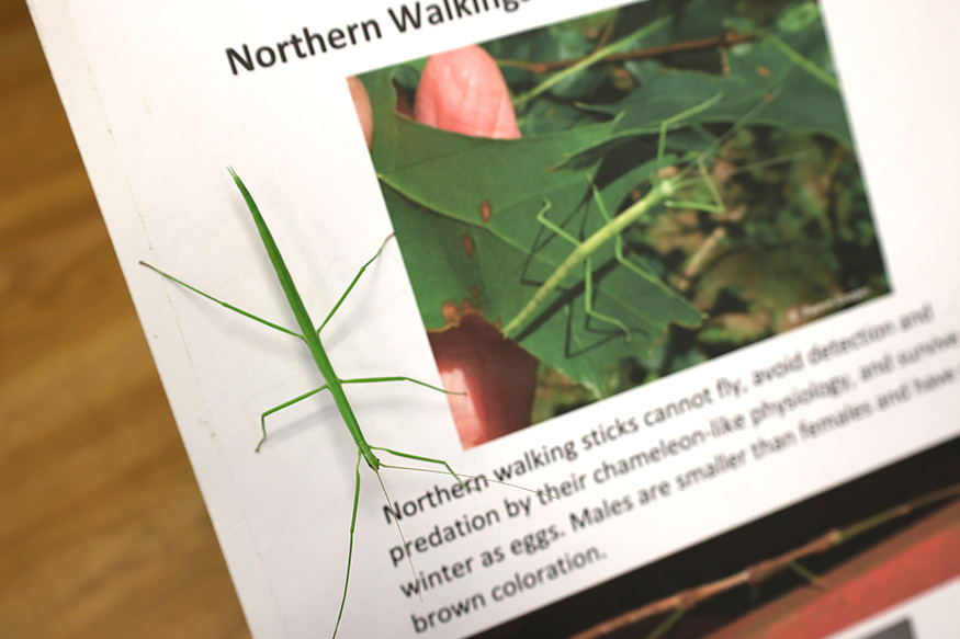 walking stick bug on book page