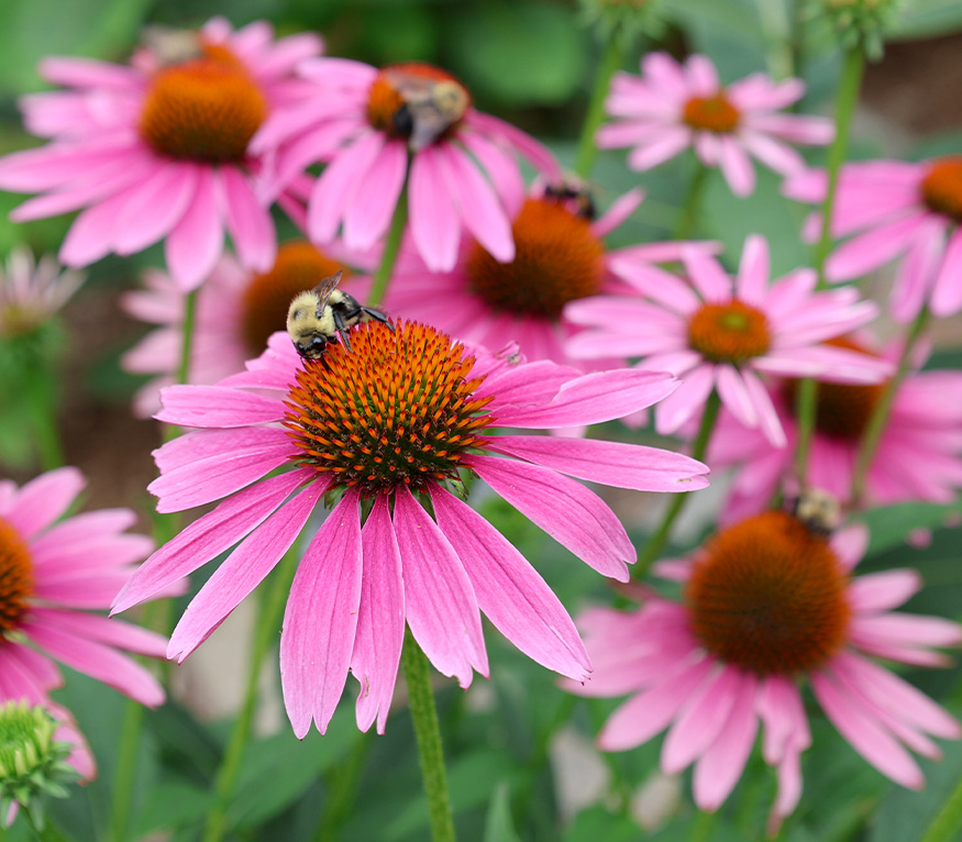 bee on a pink flower