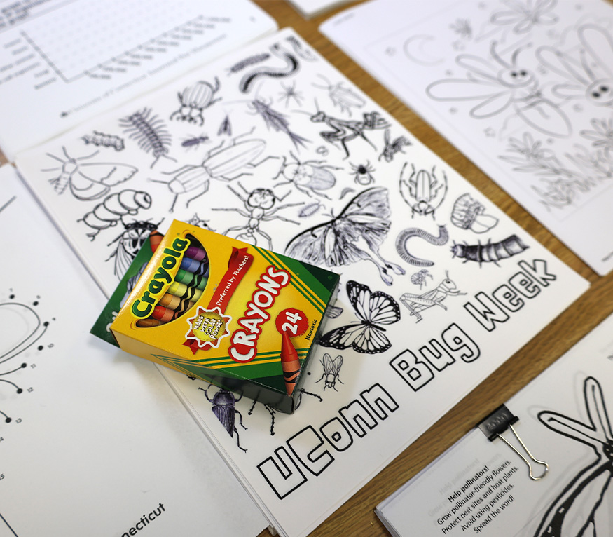 a pack of crayons and coloring sheets of bugs.