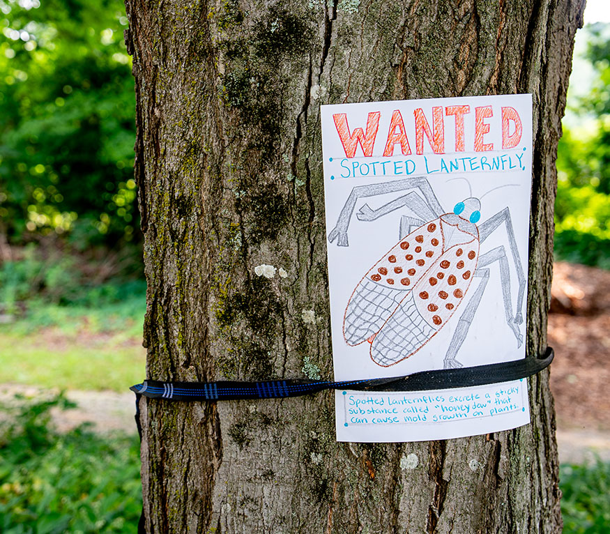 a wanted, spotted lantern fly bug poster on a tree.